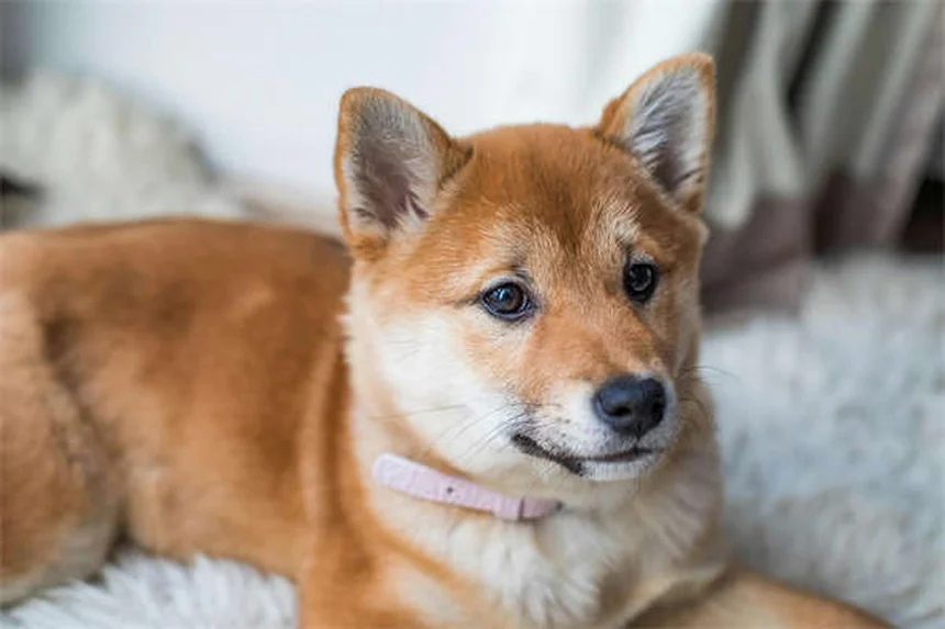犬の拡張型心筋症(DCM)の症状と治療法を獣医師が解説