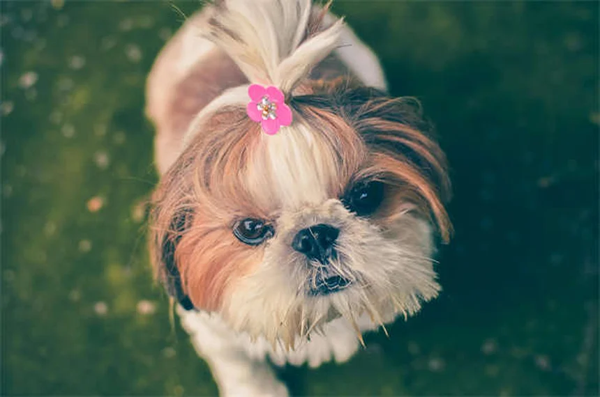犬の拡張型心筋症(DCM)の症状と治療法を獣医師が解説