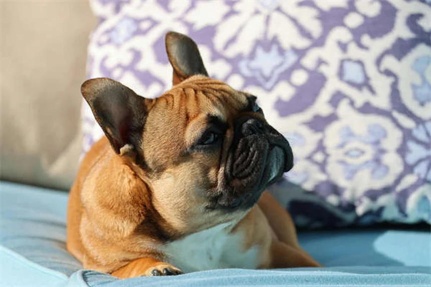 犬用フロセミド、副作用と正しい使い方を徹底解説