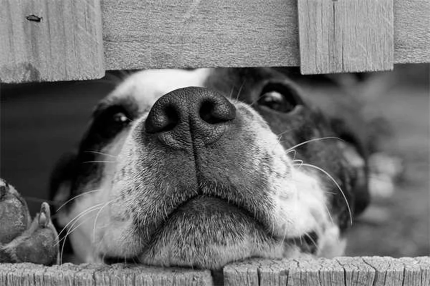 オランダの重種馬の魅力と飼い方:性格・歴史を徹底解説