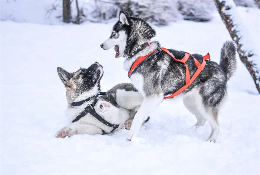 アクアリウム シュリンプの飼い方、知らないと損する7つの事実