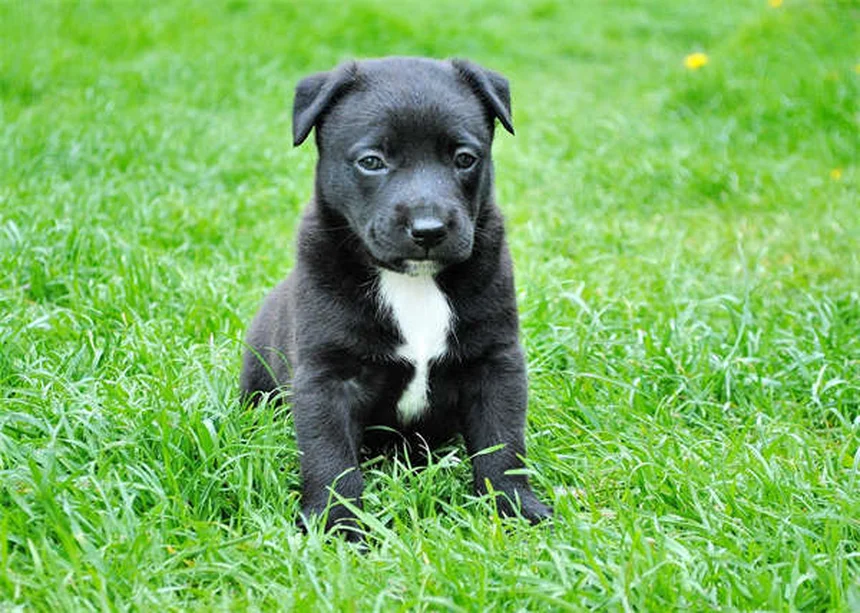 アクアリウム シュリンプの飼い方、知らないと損する7つの事実