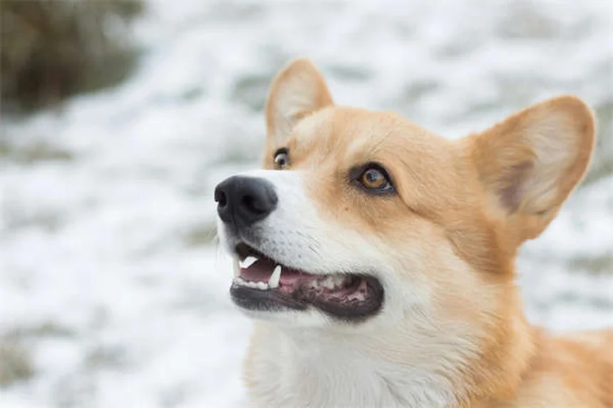 フェレットの下痢：原因と症状、飼い主が知るべき対処法