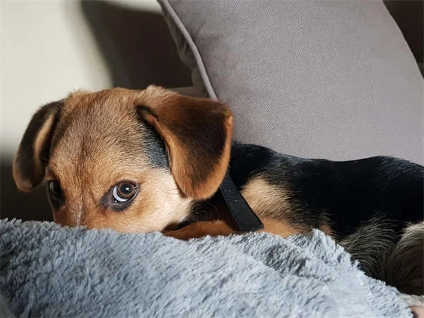 愛犬が雪や雨の日にトイレ拒否？具体的な準備と対策
