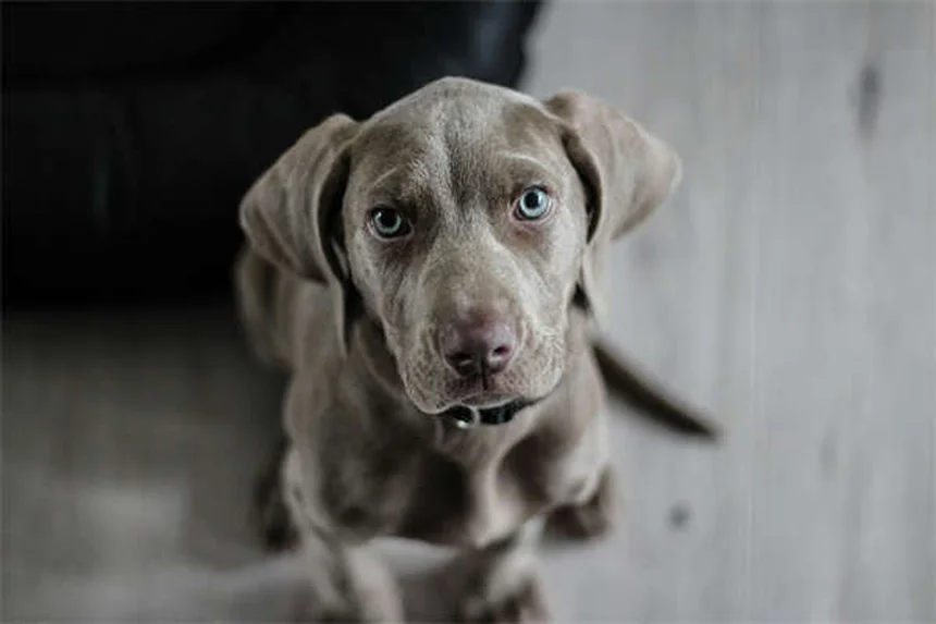 犬のベストフレンドを見分ける5つのサインとそのメリット