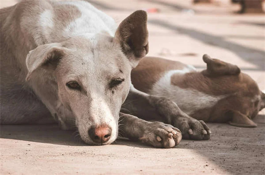 犬のベストフレンドを見分ける5つのサインとそのメリット