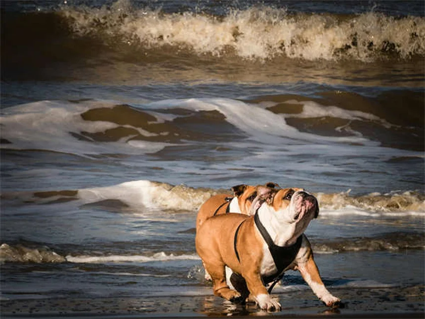犬の背中の痛み｜5つの代表的なトラブルと予防法