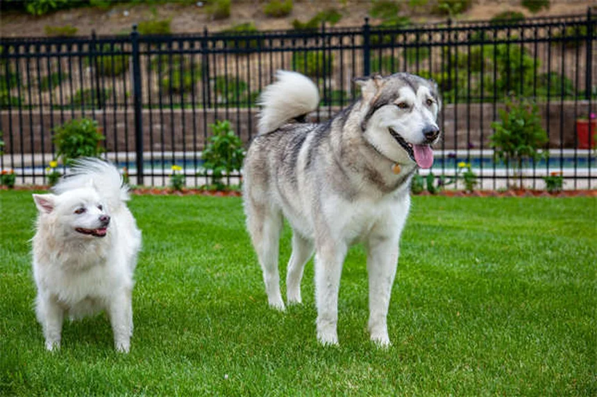 犬の背中の痛み｜5つの代表的なトラブルと予防法