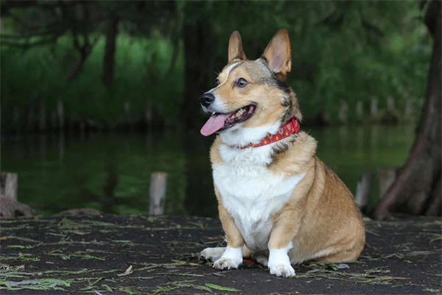 犬が家族の一員かどうか見分ける10のサイン【完全ガイド】