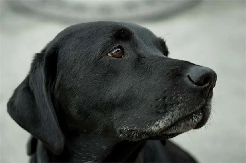 犬が家族の一員かどうか見分ける10のサイン【完全ガイド】