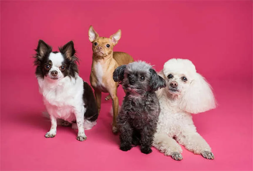 純血種の犬とは？定義から健康問題まで徹底解説