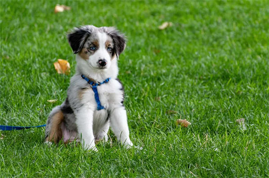 犬のDNA検査キットで分かる3つの健康リスクと選び方