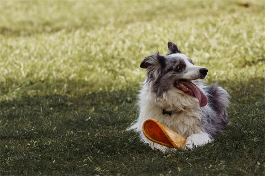 犬のDNA検査キットで分かる3つの健康リスクと選び方