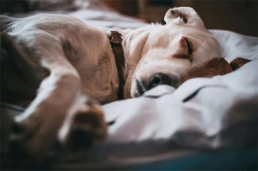 犬は暗闇で本当に見える？驚きの夜間視覚の秘密