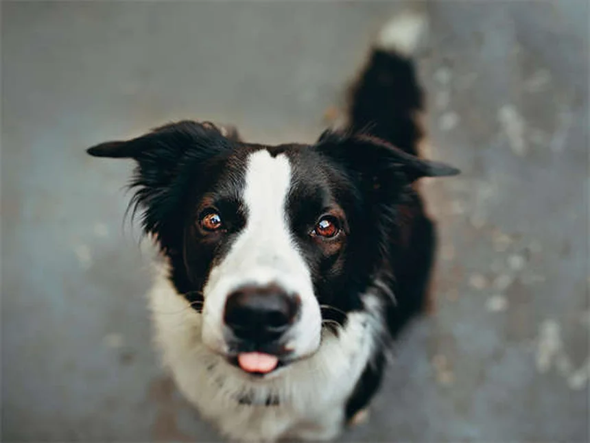 夜間の犬の散歩で安全に過ごす3つのコツと必須アイテム