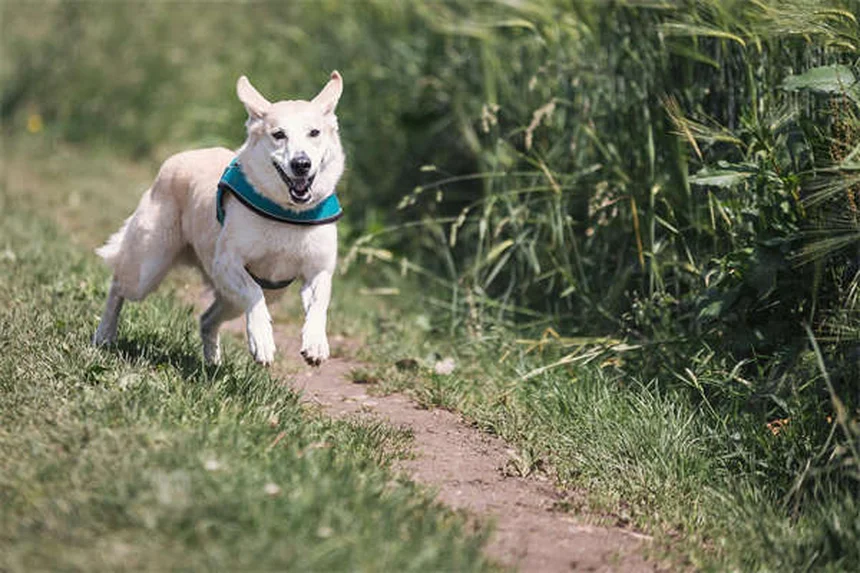 夜間の犬の散歩で安全に過ごす3つのコツと必須アイテム
