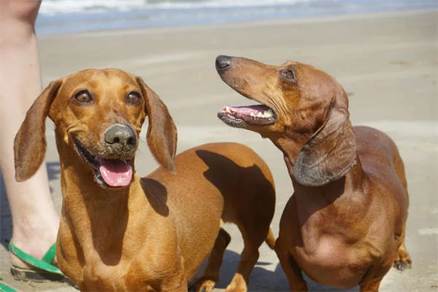夜間の犬の散歩で安全に過ごす3つのコツと必須アイテム