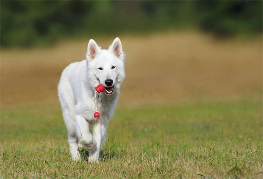 初心者必見！犬の選び方と準備の完全ガイド【2024年最新版】