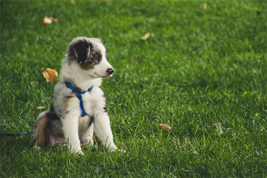 犬と一緒に行けるアメリカ国立公園ベスト5【愛犬家必見】