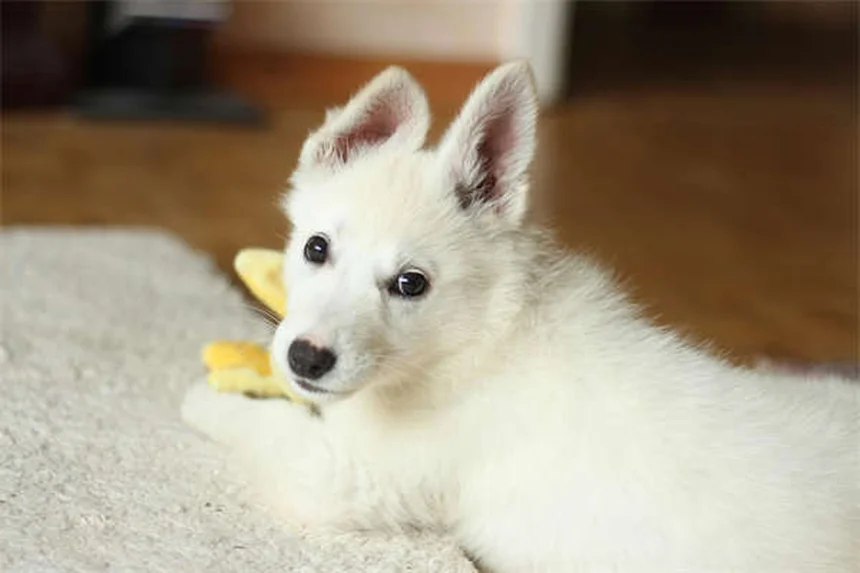 犬の唾液の真実9選｜抗菌効果から健康リスクまで徹底解説