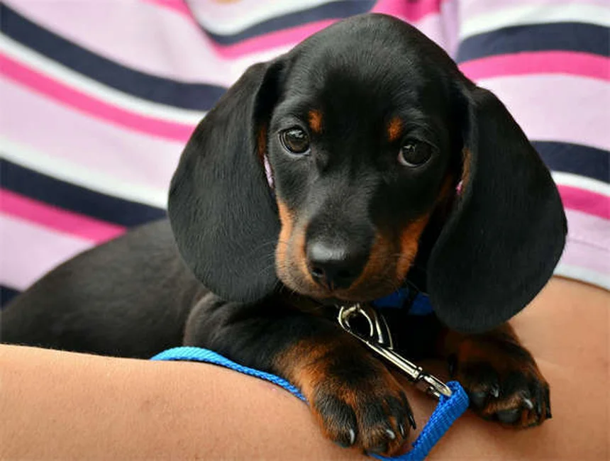 犬用ベッドの正しい洗い方と洗濯の頻度