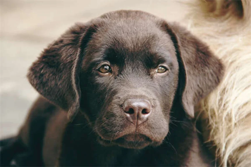 ペットと旅行する時の5つの安全対策｜愛犬・愛猫と楽しい旅を