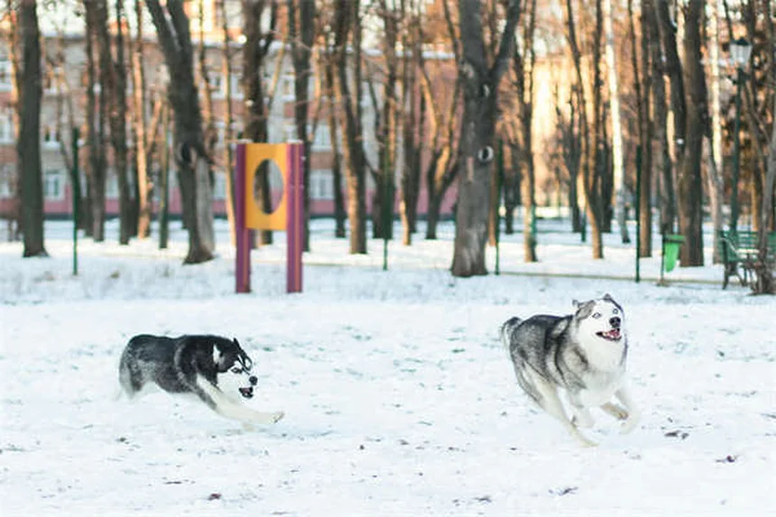 小型犬の寿命を延ばす7つの秘訣｜健康管理完全ガイド