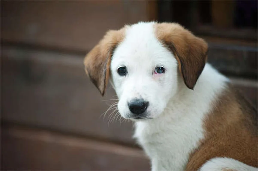 犬のうんち処理方法｜環境に優しい正しい捨て方とは？