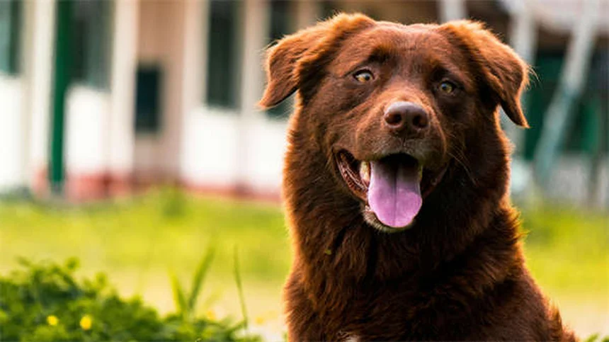 犬と旅行する際の5つの真実と嘘｜ペット同伴の最新事情