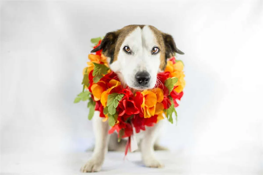 犬が寝ながら吠える理由とは？専門家が解説する夢と睡眠の不思議