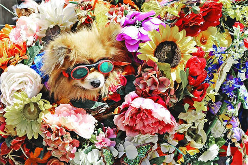 犬の時間感覚の秘密:飼い主の帰りをどうやって予測する?
