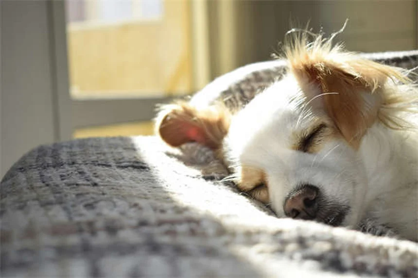 犬の妊娠中に使える薬とは？安全な薬リストと注意点