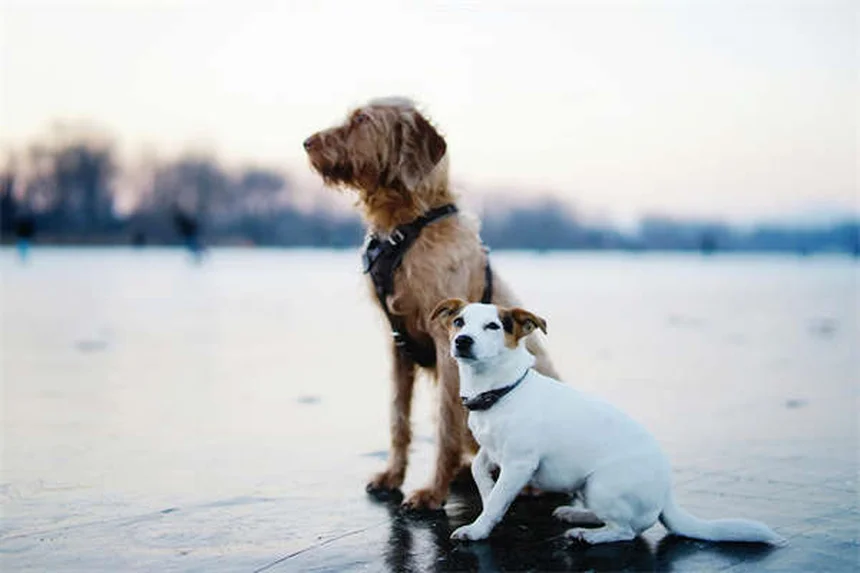 犬の妊娠中に使える薬とは？安全な薬リストと注意点