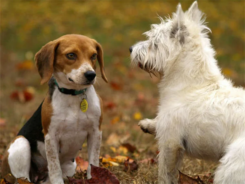 犬が水を飲みすぎる原因と対処法【獣医師が解説】