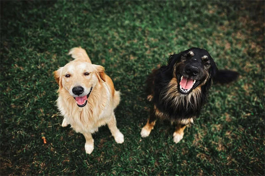 犬の強迫行動を改善する5つの方法【獣医師監修】
