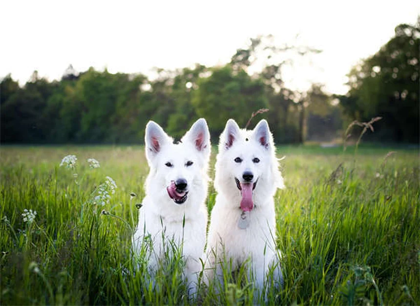 犬が遠吠えする5つの理由｜ハスキーやビーグルがよく吠えるワケ