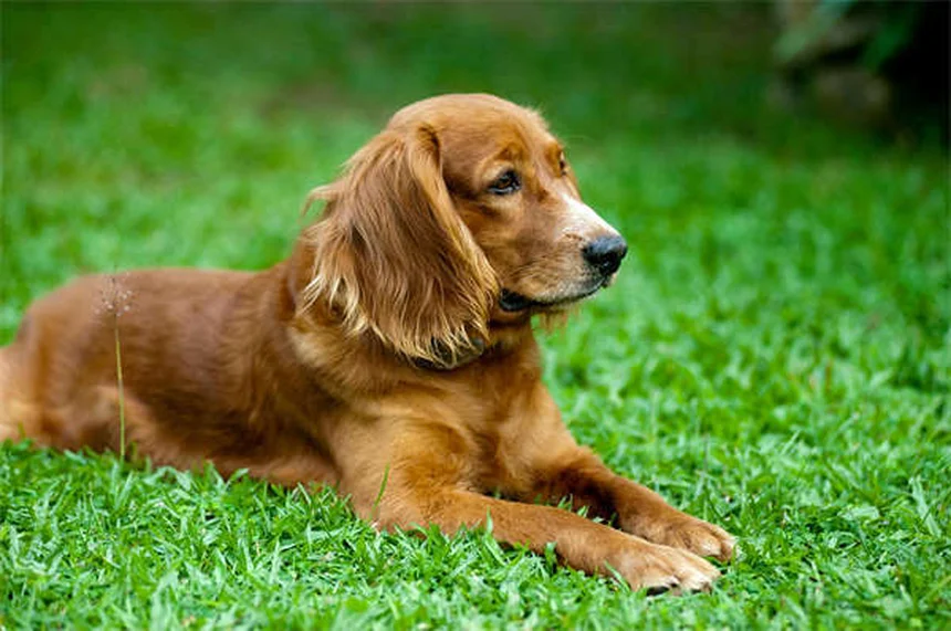 犬の関節炎に効くAdequan Canineの効果と正しい使い方【獣医師監修】