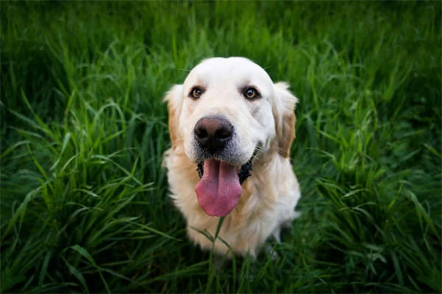 犬の歯の本数は人間と同じ？子犬の歯の生え変わり時期とケア方法