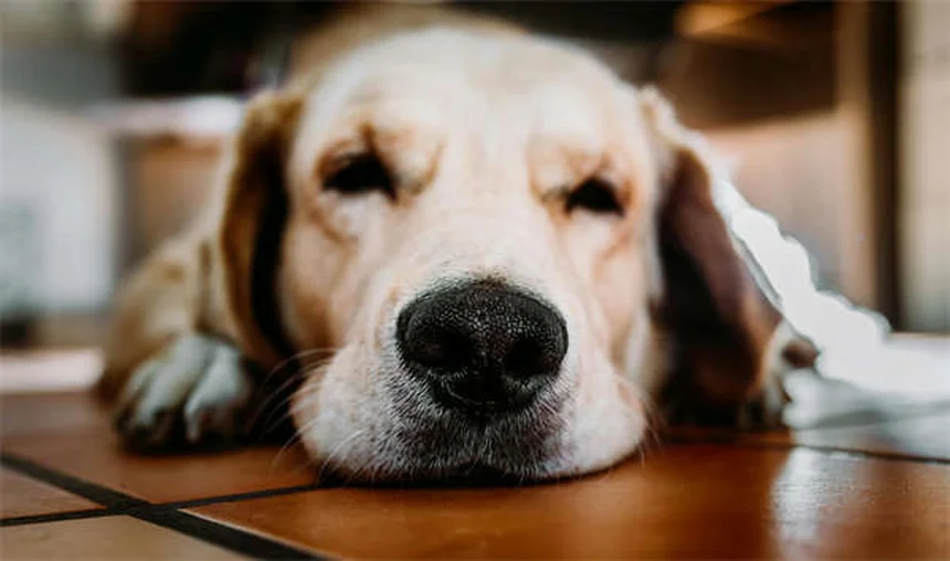 アメリカ製犬のおもちゃ18年のトレーナーが厳選！安全で長持ちする選び方