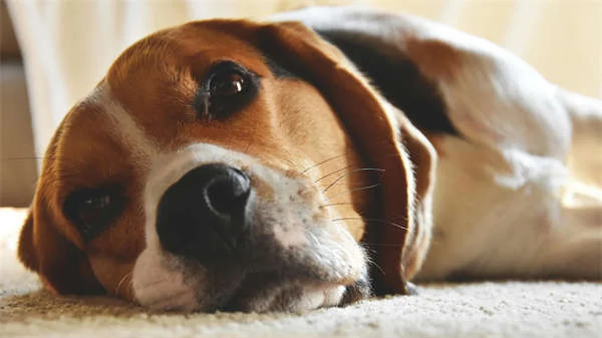 アメリカ製犬のおもちゃ18年のトレーナーが厳選！安全で長持ちする選び方