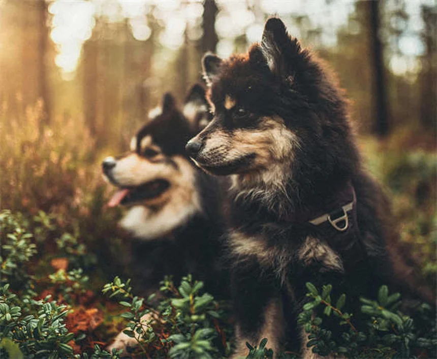 庭だけじゃ足りない？犬の運動の理想的なバランスを専門家が解説