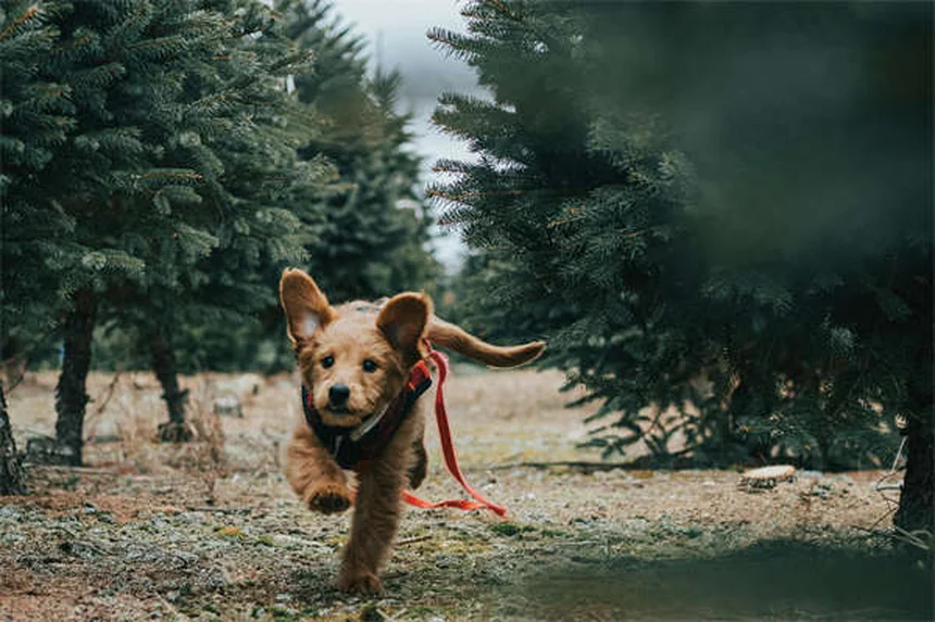 庭だけじゃ足りない？犬の運動の理想的なバランスを専門家が解説