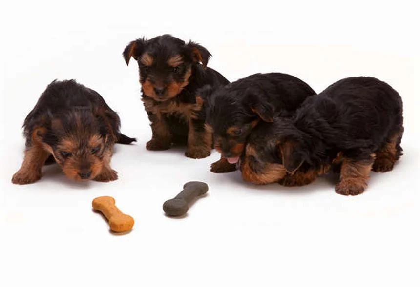 庭だけじゃ足りない？犬の運動の理想的なバランスを専門家が解説