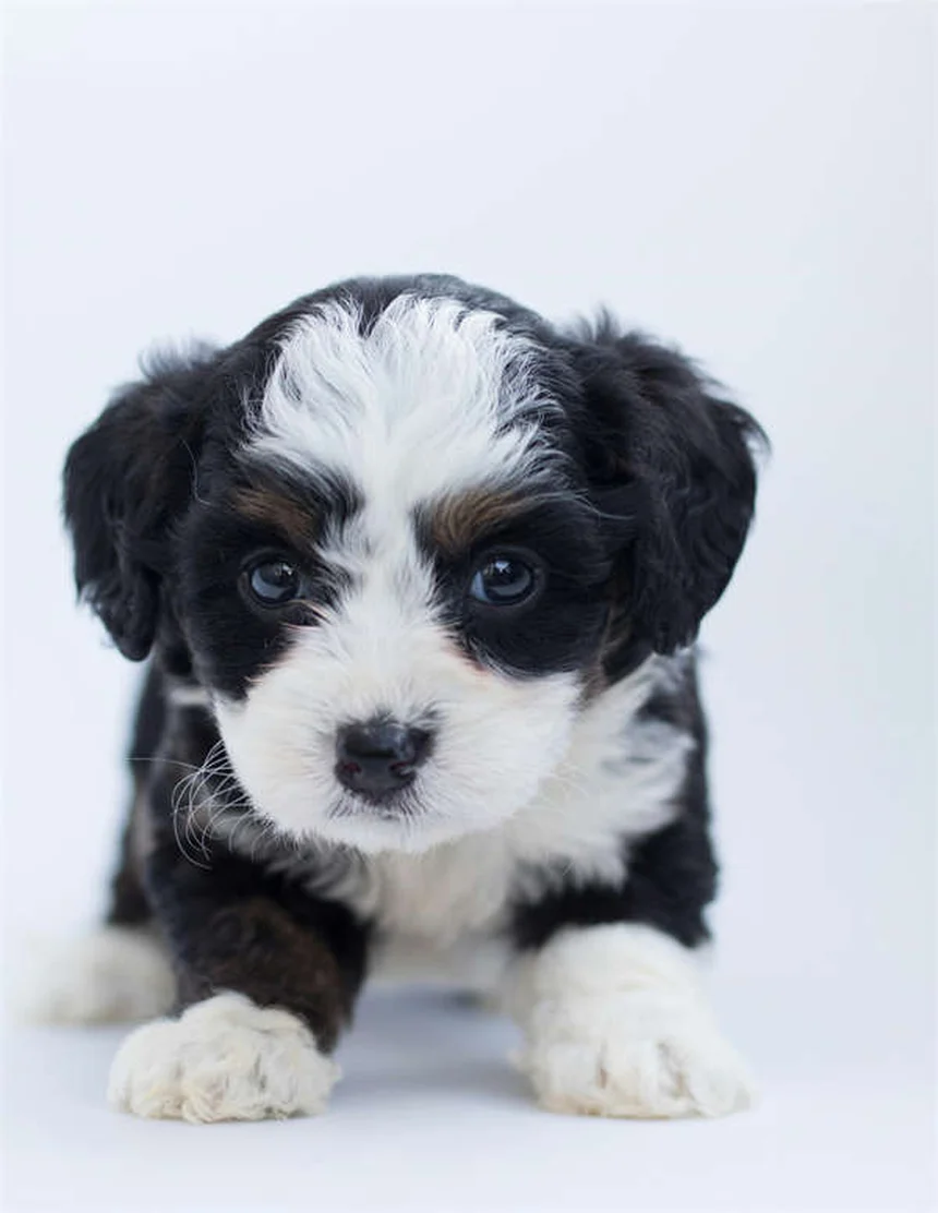 犬は視覚だけで仲間を見分けられる！研究が証明した驚きの能力