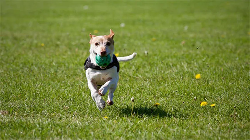 犬の肺挫傷の症状と治療法を徹底解説！知っておきたい原因と回復期間を実体験から紹介